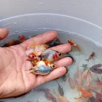 گلدفیش ماهی|ماهی|سنندج, |دیوار