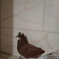 فروش پنج تا کبوتر|پرنده|بندر کنگان, |دیوار