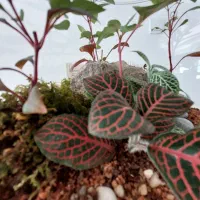 تراریوم|گل و گیاه طبیعی|پاکدشت, شهرک انقلاب|دیوار