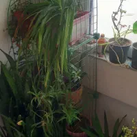 انواع گل|گل و گیاه طبیعی|خرمدره, |دیوار