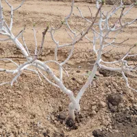 فروش باغ پسته در خان اباد