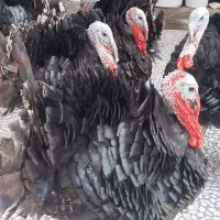 فروش بوقلمون برنز یکساله