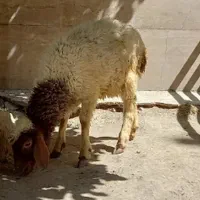 بره شیری کاه خور سالم