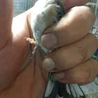 جوجه قفس|پرنده|تهران, اتابک|دیوار