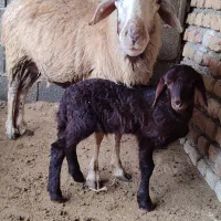 گوسفند بره دار و یدونه ابست کردستانی