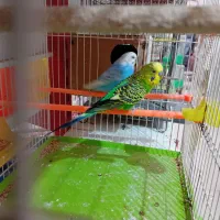 عروس هلندی|پرنده|گلبهار, شهر جدید گلبهار|دیوار