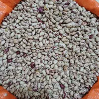 لوبیا چیتی|خوردنی و آشامیدنی|سردشت, |دیوار