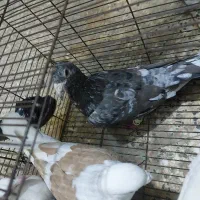 دم سفید اشعل|حیوانات|بندر امام خمینی, |دیوار