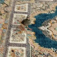 بلدرچین کوهی معاوضه یا فروش