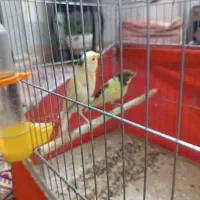 قناری|پرنده|باقرشهر, |دیوار