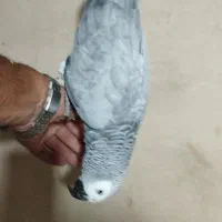 کاسکو رام صحبتی ماده