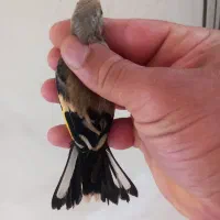 سهره