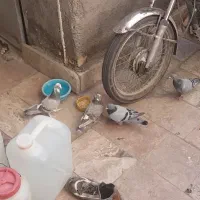 کبوتر|پرنده|قم, شهر قائم|دیوار