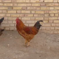 خروس|حیوانات مزرعه|بیجار, |دیوار