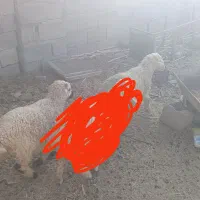 بره نر ماده