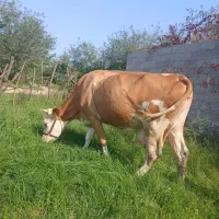 گاو سیمنتال شکم دار  گوساله لیشه نر