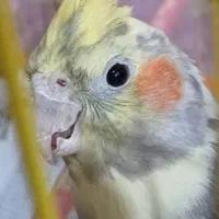 عروس هلندی نر ابلغ