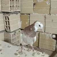 ۳ عدد رنگه پرشی طوقی و چپ همه پرشی