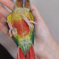 پرده گرینچیک یلوساید ۳ماهه دونخور