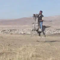 فروش اسب نریان کرد 5 سال|اسب و تجهیزات اسب‌سواری|تکاب, |دیوار