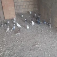 کبوترپرشی