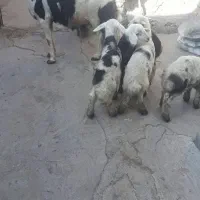 قوچ‌هرکول  پلنگی ۲سالنیم|حیوانات مزرعه|دینور, |دیوار