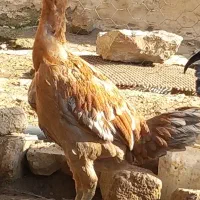 مرغ لاری . ۷ ماهه . تخم گذار