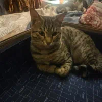 گربه گمشده|حیوانات|شیراز, پودنک|دیوار