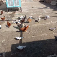 20عدد کفتر