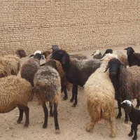 میش جفت 32 همه جوان آبستان سنگین|حیوانات مزرعه|شاهینشهر, گزبرخوار|دیوار