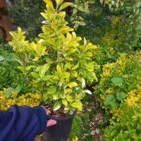 شمشاد طلایی نشایی