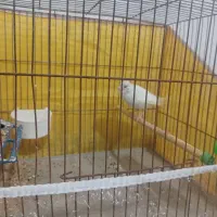 معاوضه دوعدد جوجه قناری