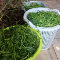 انواع و اقسام سبزی های سعادت|خوردنی و آشامیدنی|قنوات, |دیوار