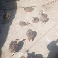 جوجه شترمرغ