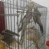 جوجه عروس هلندی|پرنده|بومهن, |دیوار