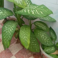 گل دیفن|گل و گیاه طبیعی|کازرون, |دیوار