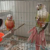 تعدادی پرنده خاص|پرنده|کرمان, |دیوار