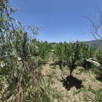 باغ-ویلا-استخر-کهریزسنگ-کرسنگ-گل-مینا-هنرمندان