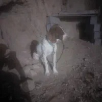 توله شکاری آموزش دیده حرفه ایه ترافل