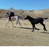 اسب مادیون کرد با کره سردار حیدر