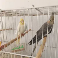 یک جفت عروس با لوازم