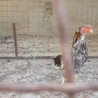 جومه خروس ۶ ماهه