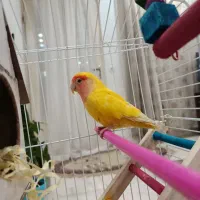 طوطی برزیلی زیبا بازیگوش