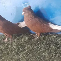 دستگاه جوجه کشی|لوازم جانبی حیوانات|مشهد, همت آباد|دیوار