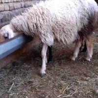 میش.بره نرو ماده|حیوانات مزرعه|زرندیه, |دیوار