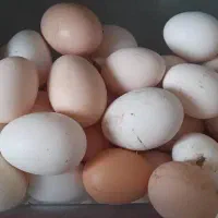 فروش تخم مرغ محلی دورگه لاری نطفه دار|حیوانات مزرعه|کرج, عظیمیه|دیوار