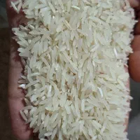 برنج و نیمدانه فجر سوزنی 90 روزه  امساله