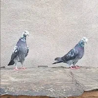 کبوتر پرشی سوسکی