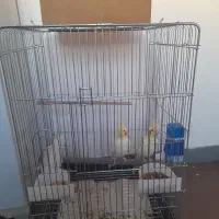 عروس هلندی|پرنده|اهواز, شهرک دانشگاه|دیوار