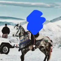 اسب ۵سال بشرط۱۵۰سانت قد|اسب و تجهیزات اسب‌سواری|مریوان, |دیوار